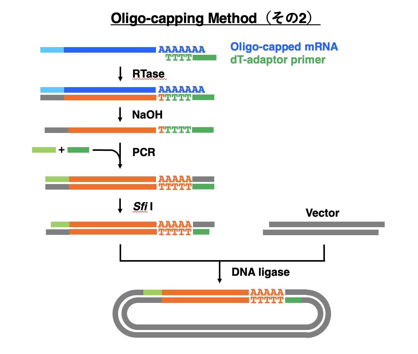 Oligo-capping method-2